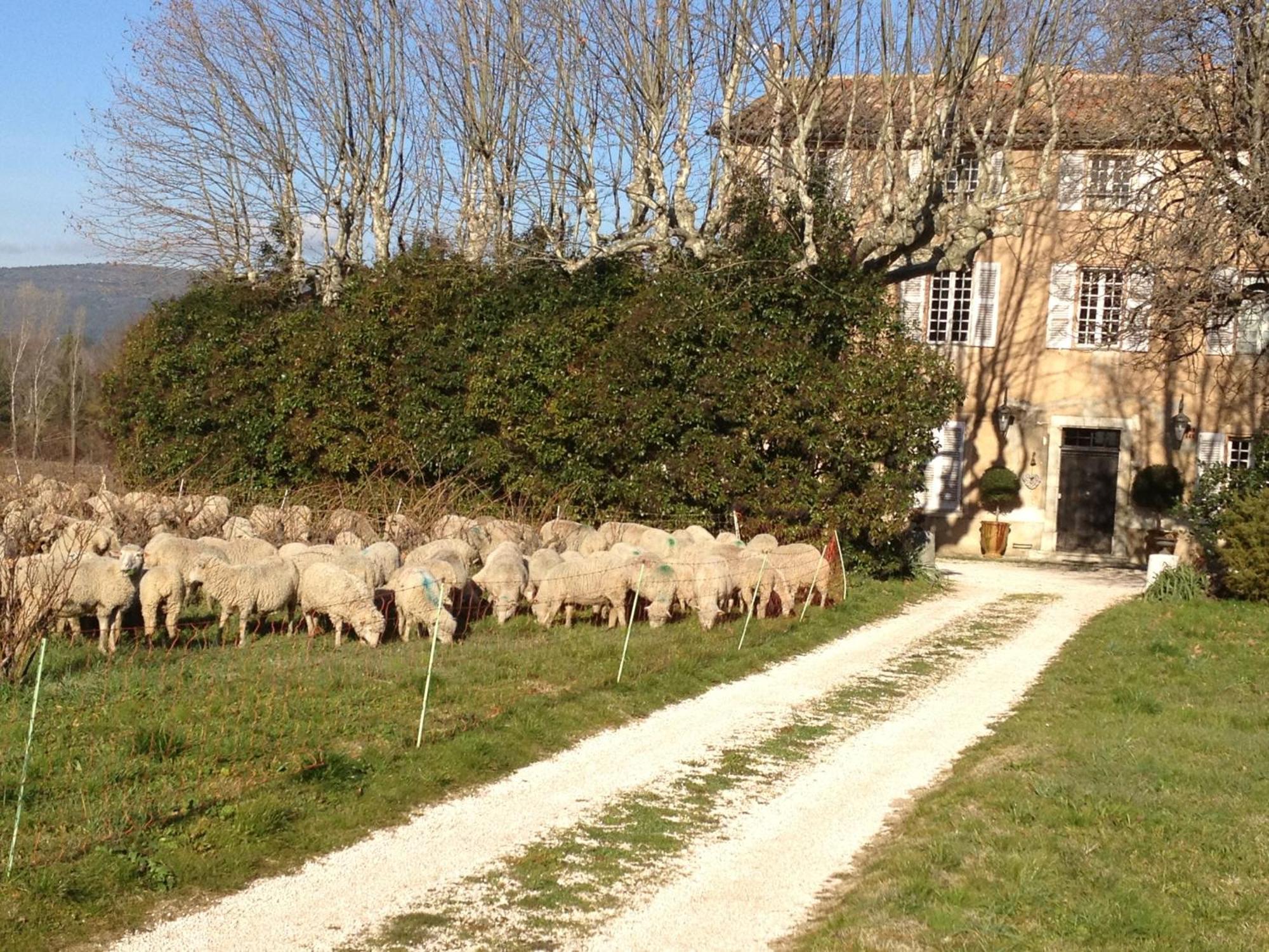 B&B Domaine Le Clos Du Pavillon Brignoles Bagian luar foto